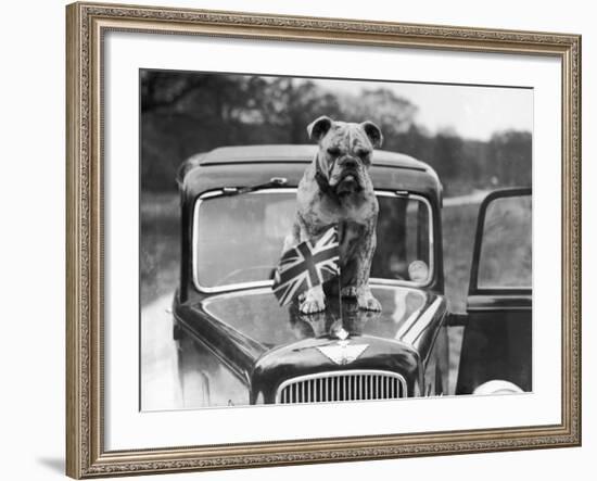 A British Bulldog Stands Proudly Behind a Union Jack Flag on a Car Bonnet-null-Framed Photographic Print