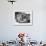 A British Bulldog Stands Proudly Behind a Union Jack Flag on a Car Bonnet-null-Framed Photographic Print displayed on a wall