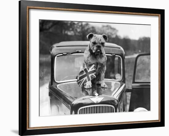 A British Bulldog Stands Proudly Behind a Union Jack Flag on a Car Bonnet-null-Framed Photographic Print