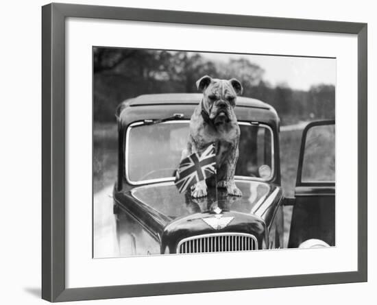 A British Bulldog Stands Proudly Behind a Union Jack Flag on a Car Bonnet-null-Framed Photographic Print