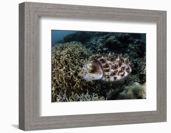 A Broadclub Cuttlefish Lays Eggs in a Coral Colony-Stocktrek Images-Framed Photographic Print