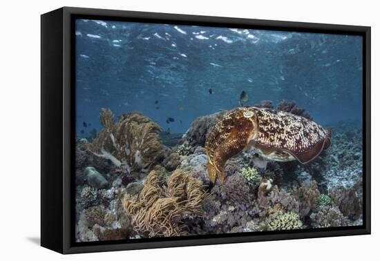 A Broadclub Cuttlefish Swims Above a Diverse Reef in Indonesia-Stocktrek Images-Framed Premier Image Canvas