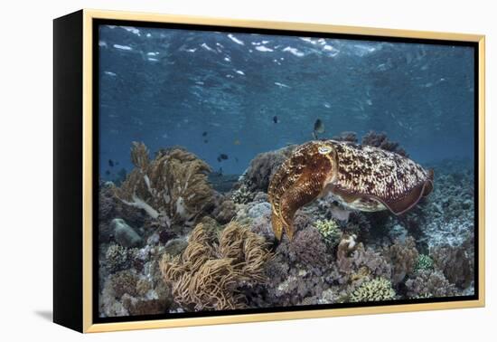 A Broadclub Cuttlefish Swims Above a Diverse Reef in Indonesia-Stocktrek Images-Framed Premier Image Canvas