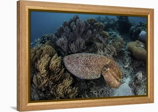 A Broadclub Cuttlefish Swims Above a Diverse Reef in Indonesia-Stocktrek Images-Framed Premier Image Canvas