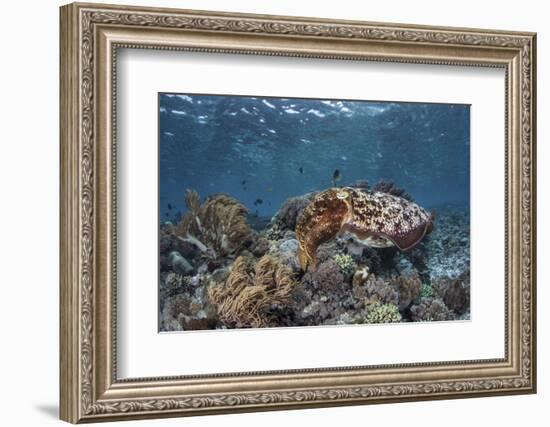 A Broadclub Cuttlefish Swims Above a Diverse Reef in Indonesia-Stocktrek Images-Framed Photographic Print