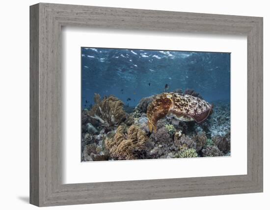 A Broadclub Cuttlefish Swims Above a Diverse Reef in Indonesia-Stocktrek Images-Framed Photographic Print