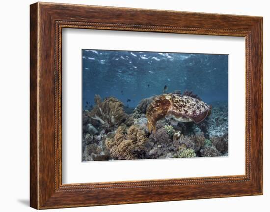 A Broadclub Cuttlefish Swims Above a Diverse Reef in Indonesia-Stocktrek Images-Framed Photographic Print