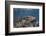 A Broadclub Cuttlefish Swims Above a Diverse Reef in Indonesia-Stocktrek Images-Framed Photographic Print