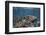 A Broadclub Cuttlefish Swims Above a Diverse Reef in Indonesia-Stocktrek Images-Framed Photographic Print