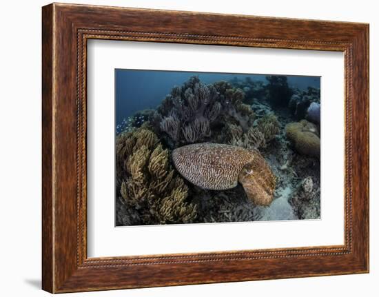 A Broadclub Cuttlefish Swims Above a Diverse Reef in Indonesia-Stocktrek Images-Framed Photographic Print