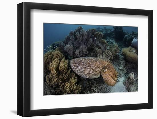 A Broadclub Cuttlefish Swims Above a Diverse Reef in Indonesia-Stocktrek Images-Framed Photographic Print