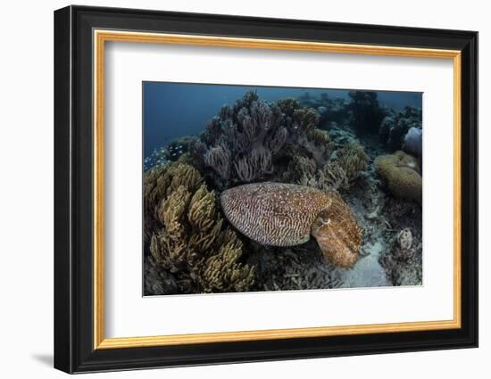 A Broadclub Cuttlefish Swims Above a Diverse Reef in Indonesia-Stocktrek Images-Framed Photographic Print