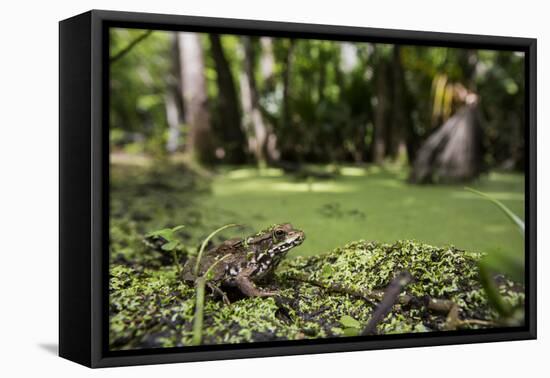 A Bronze Frog at Jean Lafitte National Historical Park and Preserve, New Orleans, Louisiana-Neil Losin-Framed Premier Image Canvas