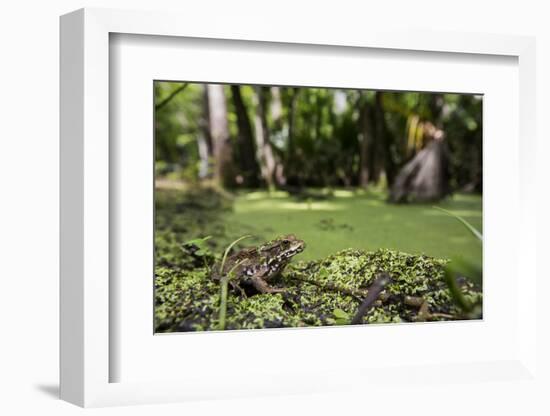 A Bronze Frog at Jean Lafitte National Historical Park and Preserve, New Orleans, Louisiana-Neil Losin-Framed Photographic Print