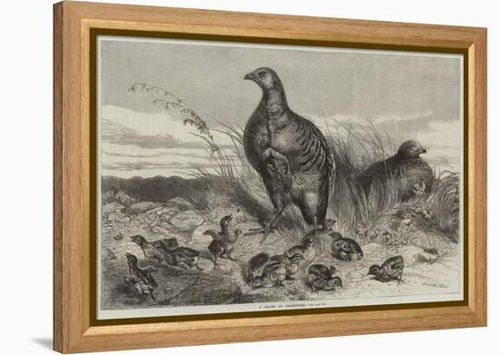 A Brood of Partridges-Harrison William Weir-Framed Premier Image Canvas