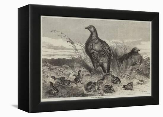 A Brood of Partridges-Harrison William Weir-Framed Premier Image Canvas