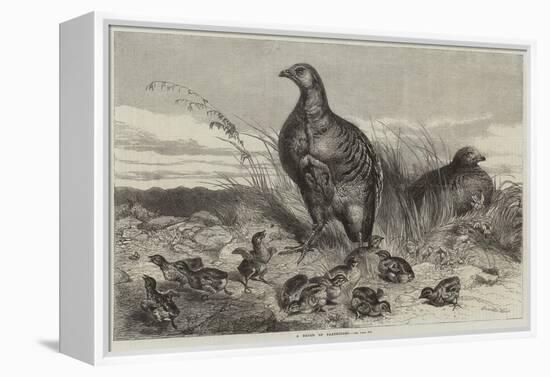 A Brood of Partridges-Harrison William Weir-Framed Premier Image Canvas