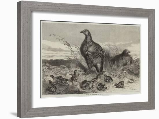 A Brood of Partridges-Harrison William Weir-Framed Giclee Print