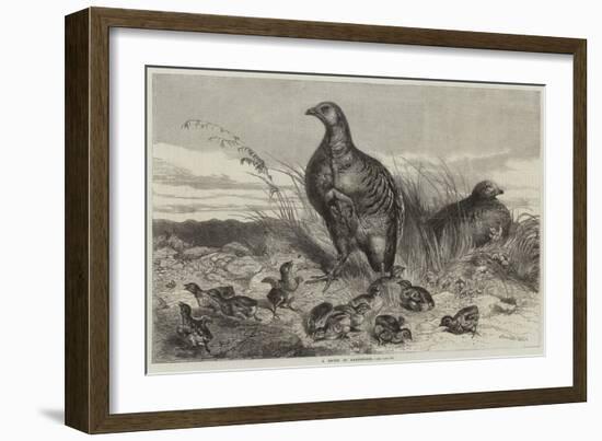 A Brood of Partridges-Harrison William Weir-Framed Giclee Print