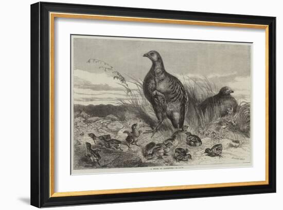 A Brood of Partridges-Harrison William Weir-Framed Giclee Print