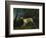 A Brown and White Setter in a Wooded Landscape-Sawrey Gilpin-Framed Giclee Print