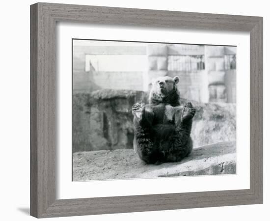 A Brown Bear Sitting Back and Holding its Hind Feet with its Paws-Frederick William Bond-Framed Photographic Print