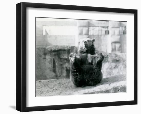 A Brown Bear Sitting Back and Holding its Hind Feet with its Paws-Frederick William Bond-Framed Photographic Print