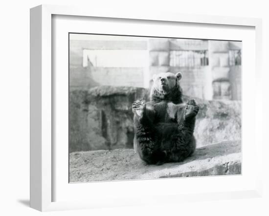 A Brown Bear Sitting Back and Holding its Hind Feet with its Paws-Frederick William Bond-Framed Photographic Print