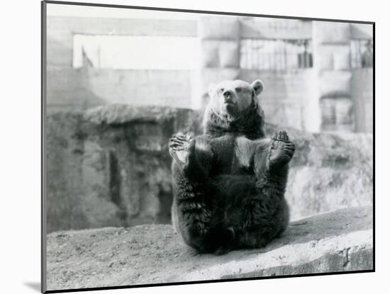 A Brown Bear Sitting Back and Holding its Hind Feet with its Paws-Frederick William Bond-Mounted Photographic Print