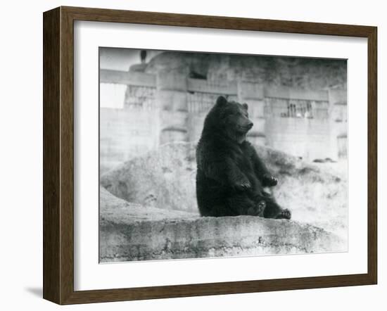 A Brown Bear Sitting Up in its Enclosure at the Foot of the Mappin Terraces at London Zoo-Frederick William Bond-Framed Photographic Print