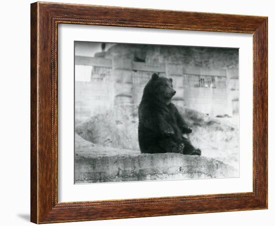 A Brown Bear Sitting Up in its Enclosure at the Foot of the Mappin Terraces at London Zoo-Frederick William Bond-Framed Photographic Print