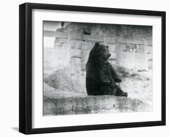 A Brown Bear Sitting Up in its Enclosure at the Foot of the Mappin Terraces at London Zoo-Frederick William Bond-Framed Photographic Print