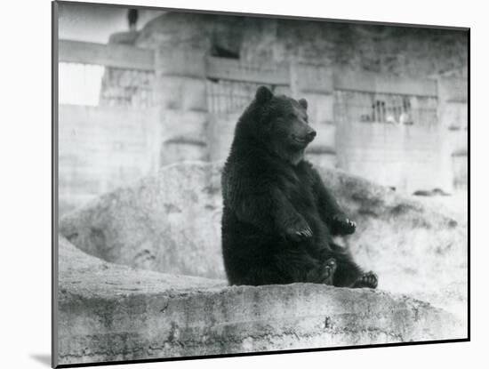 A Brown Bear Sitting Up in its Enclosure at the Foot of the Mappin Terraces at London Zoo-Frederick William Bond-Mounted Photographic Print