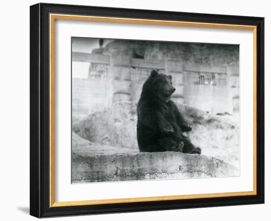 A Brown Bear Sitting Up in its Enclosure at the Foot of the Mappin Terraces at London Zoo-Frederick William Bond-Framed Photographic Print