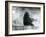 A Brown Bear Sitting Up in its Enclosure at the Foot of the Mappin Terraces at London Zoo-Frederick William Bond-Framed Photographic Print