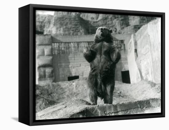 A Brown Bear Stands Upright on its Hind Legs, Mappin Terraces, London Zoo, August 1921-Frederick William Bond-Framed Premier Image Canvas