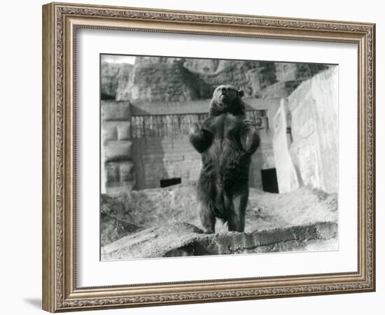 A Brown Bear Stands Upright on its Hind Legs, Mappin Terraces, London Zoo, August 1921-Frederick William Bond-Framed Photographic Print