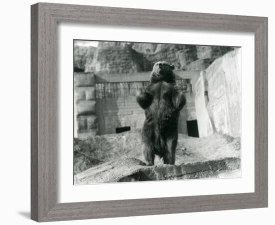 A Brown Bear Stands Upright on its Hind Legs, Mappin Terraces, London Zoo, August 1921-Frederick William Bond-Framed Photographic Print