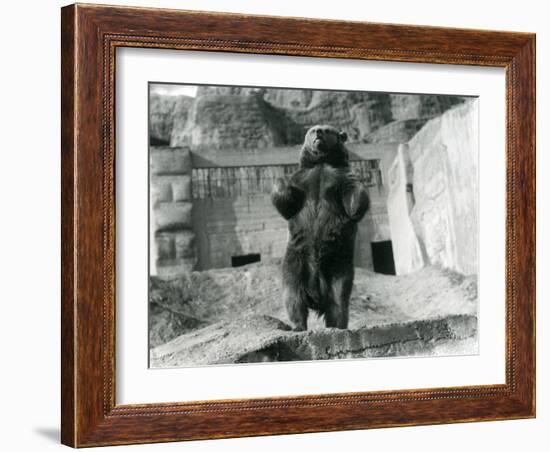 A Brown Bear Stands Upright on its Hind Legs, Mappin Terraces, London Zoo, August 1921-Frederick William Bond-Framed Photographic Print