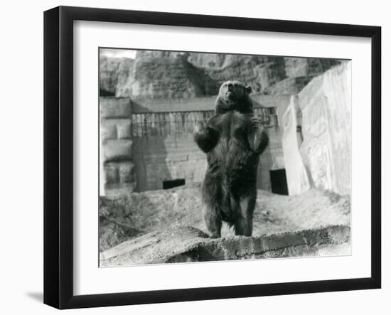 A Brown Bear Stands Upright on its Hind Legs, Mappin Terraces, London Zoo, August 1921-Frederick William Bond-Framed Photographic Print