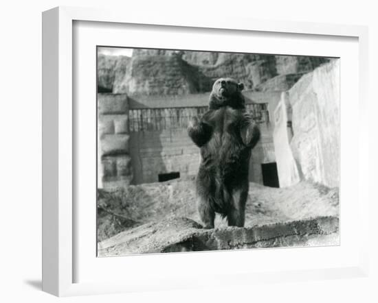 A Brown Bear Stands Upright on its Hind Legs, Mappin Terraces, London Zoo, August 1921-Frederick William Bond-Framed Photographic Print