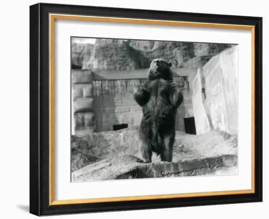 A Brown Bear Stands Upright on its Hind Legs, Mappin Terraces, London Zoo, August 1921-Frederick William Bond-Framed Photographic Print