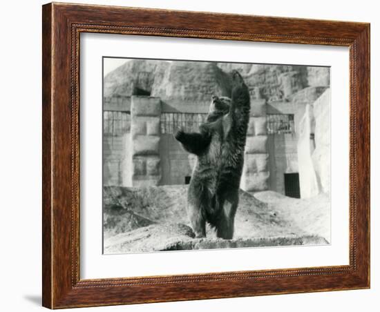 A Brown Bear Stands Upright on its Hind Legs-Frederick William Bond-Framed Photographic Print