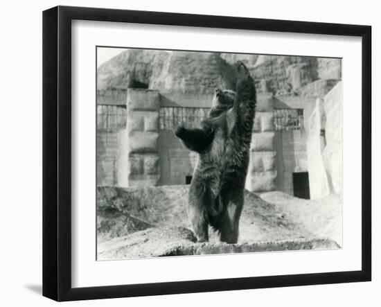 A Brown Bear Stands Upright on its Hind Legs-Frederick William Bond-Framed Photographic Print