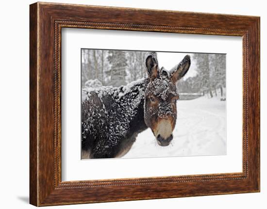 A Brown Donkey Commited with Snow on Wintry Pasture-Harald Lange-Framed Photographic Print