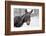 A Brown Donkey Commited with Snow on Wintry Pasture-Harald Lange-Framed Photographic Print