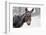 A Brown Donkey Commited with Snow on Wintry Pasture-Harald Lange-Framed Photographic Print