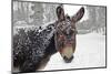 A Brown Donkey Commited with Snow on Wintry Pasture-Harald Lange-Mounted Photographic Print