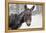 A Brown Donkey Commited with Snow on Wintry Pasture-Harald Lange-Framed Premier Image Canvas