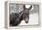 A Brown Donkey Commited with Snow on Wintry Pasture-Harald Lange-Framed Premier Image Canvas